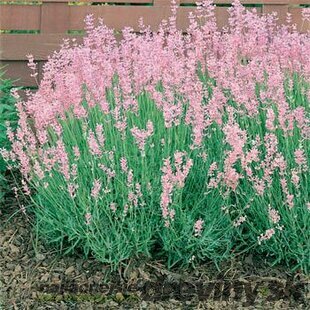 Levanduľa úzkolistá Rosea 10/20 cm, v črepníku Lavandula angustifolia Rosea