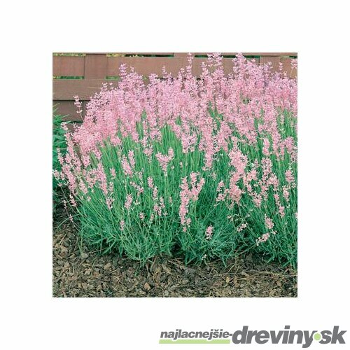 Levanduľa úzkolistá Rosea 10/20 cm, v črepníku Lavandula angustifolia Rosea