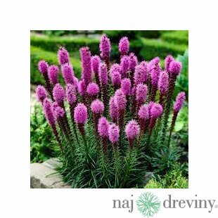 Liatra klasnatá, v črepníku Liatris spicata