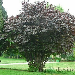 Lieska najväčšia Purpurea, 60/80 cm, v črepníku Corylus maxima Purpurea