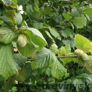 Lieska obyčajná Cosford - lieskový orech, výška 120/160 cm, v črepníku 10l Corylus avellana Cosford