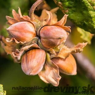 Lieska obyčajná ovocná na kmienku 100/120, obvod 8/10 cm výška 180/200,, v črepníku 18l Corylus Avellana