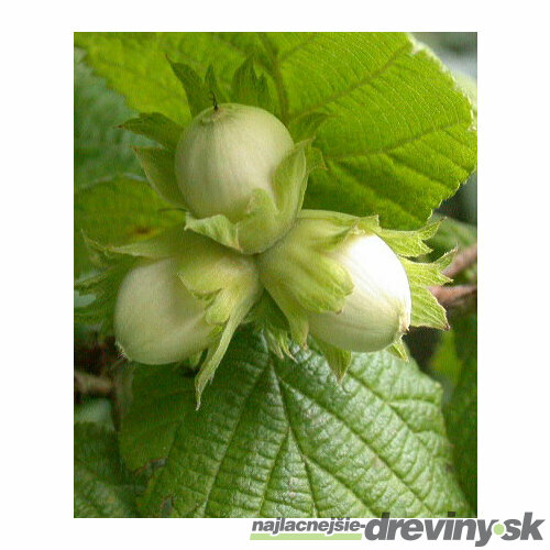 Lieska Obyčajná, v črepníku 80/100 cm Corylus avellana