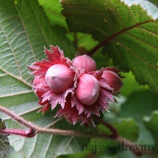 Lieska ovocná purpurová Rotblättrige Zellernus, v črepníku Corylus avellana Rotblättrige Zel