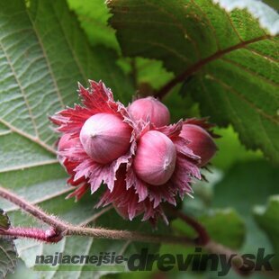 Lieska ovocná purpurová Rotblättrige Zellernus, v črepníku Corylus avellana Rotblättrige Zel