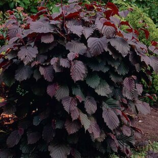 Lieska puprurová 160/180 cm , v črepníku Corylus avellana purpurea