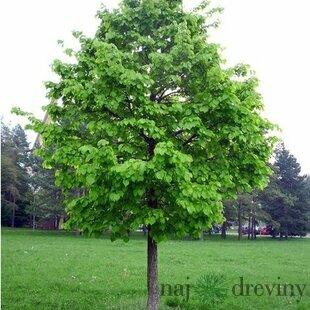Lieska Turecká 50/80 cm, v črepníku Corylus colurna