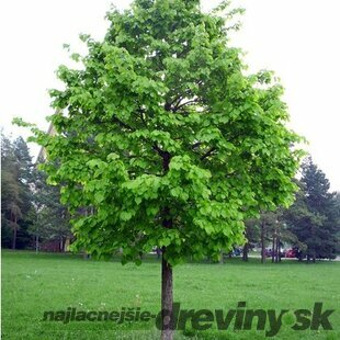 Lieska Turecká 80/100 cm, v črepníku 5l Corylus colurna