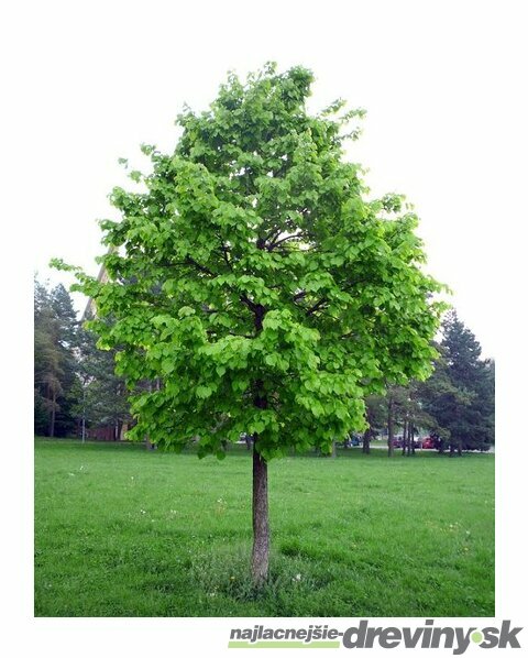 Lieska Turecká 80/100 cm, v črepníku 5l Corylus colurna