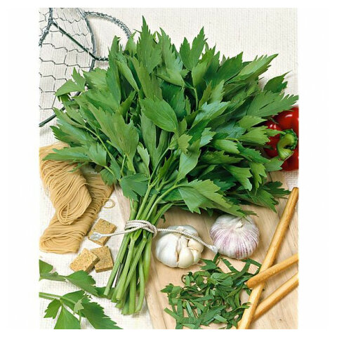 Ligurček officinale Verino, v črepníku Levisticum officinale Verino