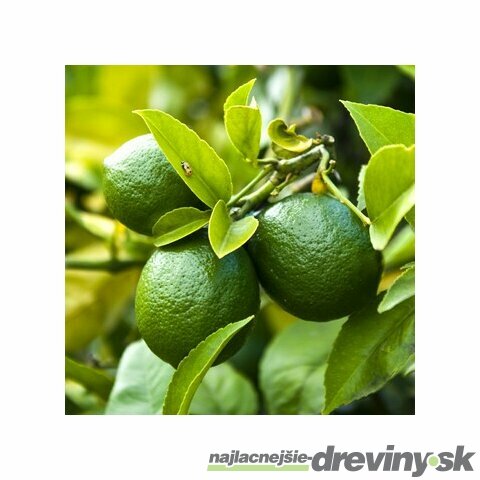 LIMETKA-Citrónovník limetový 25/35 cm, v kvetináči CITRUS Aurantifolia (Lime)