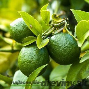 LIMETKA-Citrónovník limetový 25/35 cm, v kvetináči CITRUS Aurantifolia (Lime)