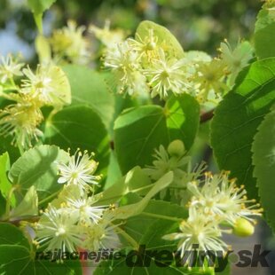 Lipa malolistá 170/180 cm, v črepníku Tilia Cordata