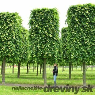 Lipa malolistá Green Spire, výška 300/+ cm, obvod 14/16  cm, v črepníku 65l Tilia Cordata Green spire