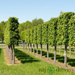 Lipa malolistá Green Spire (Zelená veža) výška 120/150 cm, v črepníku Tilia cordata Greenspire