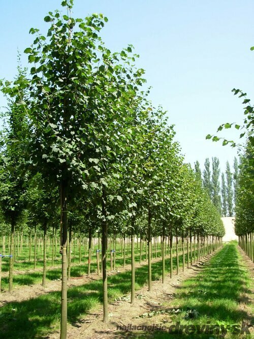 Lipa malolistá Green Spire (Zelená veža) výška 250+ cm, obvod kmienka 6/8 cm, v črepníku Tilia cordata Greenspire