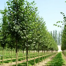 Lipa malolistá Green Spire (Zelená veža) výška 250+ cm, obvod kmienka 6/8 cm, v črepníku Tilia cordata Greenspire