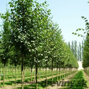Lipa malolistá Green Spire (Zelená veža) výška 250+ cm, obvod kmienka 6/8 cm, v črepníku Tilia cordata Greenspire