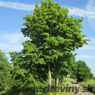 Lipa malolistá, výška 120/140 cm, v črepníku Tilia Cordata