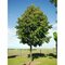 Lipa malolistá, výška 400/+ cm, obvod 14/16 cm, v črepníku Tilia cordata