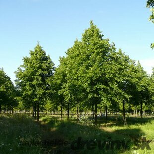 Lipa obyčajná Pallida, výška 350/+ cm, obvod kmienka 14/16 cm, v črepníku Tilia europaea x ‘Pallida‘