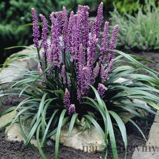 Liriope Ingwersen 15/25 cm, v črepníku P9 Liriope muscari Ingwersen