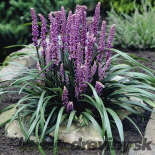 Liriope Ingwersen 15/25 cm, v črepníku P9 Liriope muscari Ingwersen