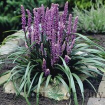 Liriope Muscari Big blue 15/25 cm, v črepníku P9 Liriope muscari Big blue