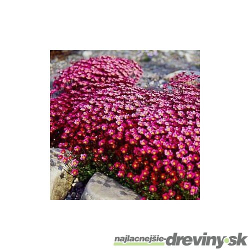 Lomikameň Peter Pan 10/15 cm , v črepníku P9 Saxifraga Peter Pan