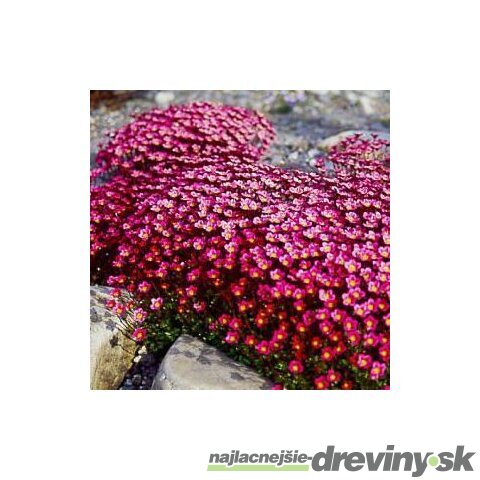 Lomikameň Peter Pan 10/15 cm , v črepníku P9 Saxifraga Peter Pan