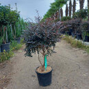 Loropetalum