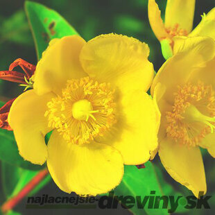 Ľubovník Hidcote, 30/+cm, v črepníku 2l Hypericum Hidcote