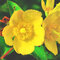 Ľubovník Hidcote, 30/+cm, v črepníku 2l Hypericum Hidcote