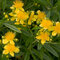 Ľubovník kalmianum Gemo, 40/+cm, v črepníku 2l Hypericum kalmianum Gemo