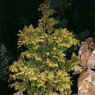 Lycopodioides Aurea