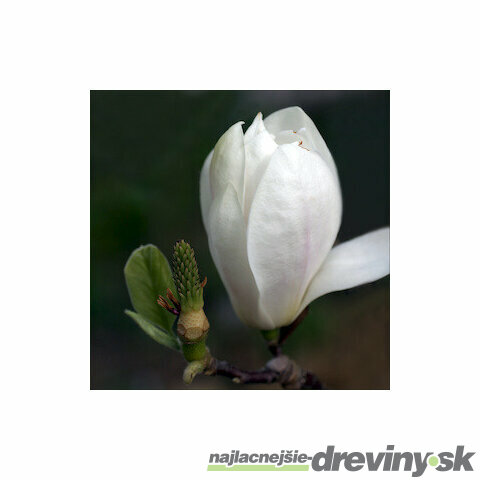 Magnólia Alba Superba, výška 80/100 cm, v črepníku 5l Magnolia Alba Superba