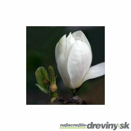 Magnólia Alba Superba, výška 80/100 cm, v črepníku 5l Magnolia Alba Superba