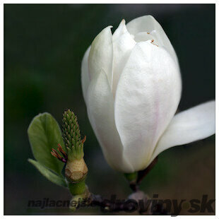 Magnólia Alba Superba, výška 80/100 cm, v črepníku 5l Magnolia Alba Superba