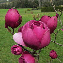 Magnólia Black Tulip 160/180 cm, v črepníku Magnolia Black Tulip