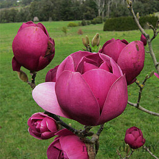 Magnólia Black Tulip 160/180 cm, v črepníku Magnolia Black Tulip