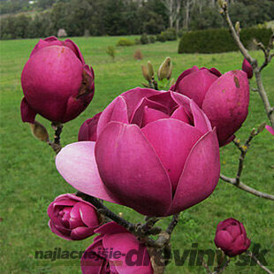 Magnólia Black tulip 70/90 cm, v črepníku Magnolia Black tulip