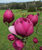 Magnólia Black tulip 70/90 cm, v črepníku Magnolia Black tulip
