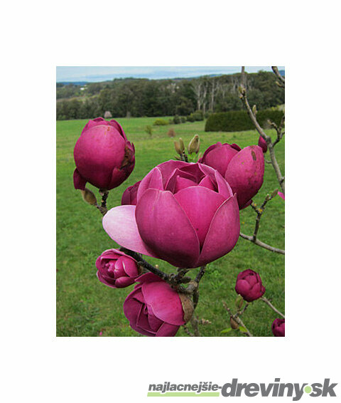 Magnólia Black Tulip, výška 80/100 cm, v črepníku Magnolia Black Tulip