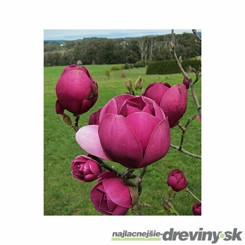 Magnólia Black Tulip, výška 80/100 cm, v črepníku Magnolia Black Tulip