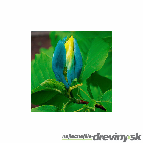Magnólia Blue Opal 200/220 cm, v črepníku Magnolia Blue Opal