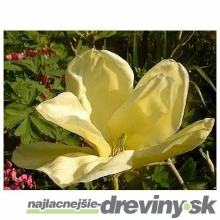 Magnólia Elizabeth, výška 80/100 cm, v črepníku 5l Magnolia Elizabeth