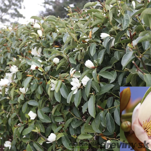 Magnólia Fairy biela Luxusný voňavý neopadaný živý plot 40/60 cm, (neopadavý druh), v črepníku Magnolia Fairy