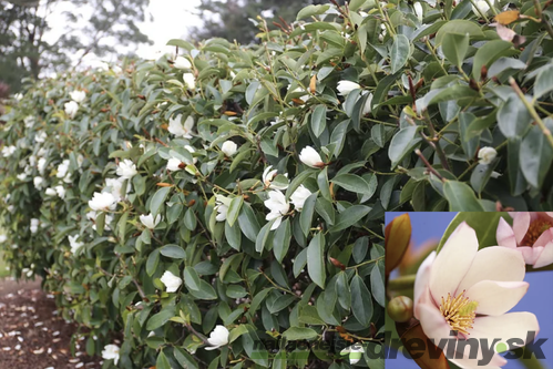 Magnólia Fairy biela Luxusný voňavý neopadaný živý plot 40/60 cm, (neopadavý druh), v črepníku Magnolia Fairy
