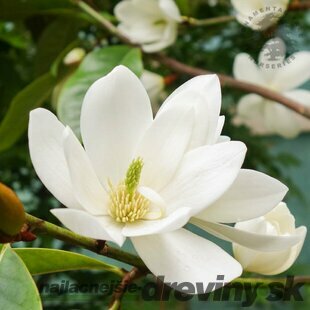 Magnólia Fairy Cream 60/80 cm, (neopadavý druh), v črepníku Magnolia Fairy
