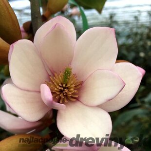 Magnólia Fairy ružová, výška 60/80 cm, (neopadavý druh), v črepníku Magnolia Fairy
